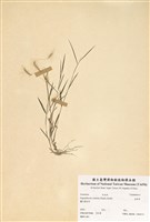 藏品(金絲草)的圖片